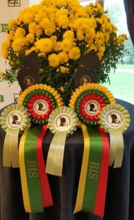201533500_4019827071439152_7632899195155901258_n