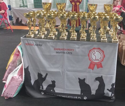 211070032_242945654007160_3818784759090167402_n