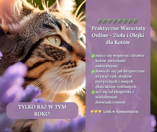 456449009_1121374316176879_9218401408078386426_n