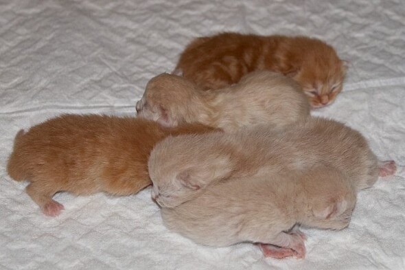 4big