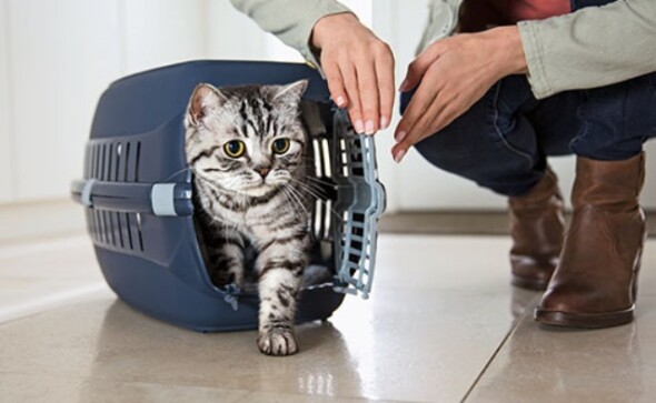 5f31054a8cd50-5f31054a8cd51FN_Kategorie_Katze_Transport_594x320.jpg