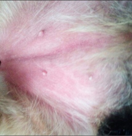 ENDO_DERMA_1_20_CZY_LECZENIE_MIEJSCOWE_JEST_ZAWSZE_BEZPIECZNE_RYC_3-1024x665