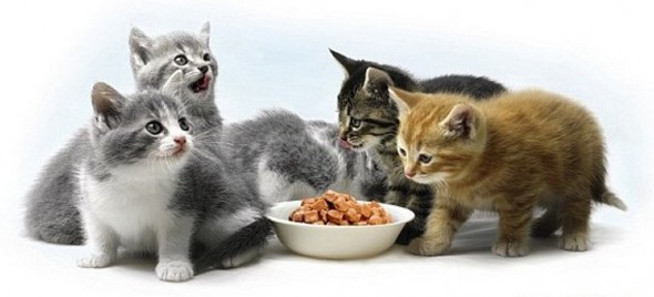 Nutrition-for-Kittens