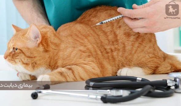 Sickness-Diabetes-in-the-cats