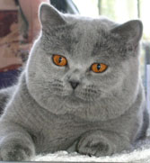 IC Simon Lovely Panther*CZ,JW