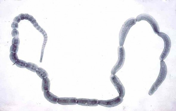 Tasiemiec-dipylidium-caninum