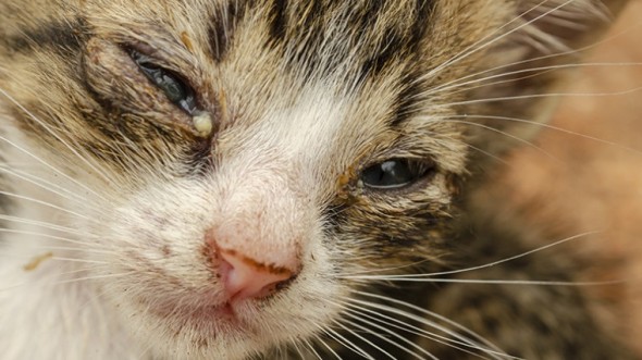 bWFpbi9hcnR5a3VseS9rb2NpLWthdGFyLWRsYWN6ZWdvLW5pZS13b2xuby1nby1iYWdhdGVsaXpvd2FjL3N0b3BwYXNvenl0b20ta29jaS1rYXRhci1kbGFjemVnby1uaWUtd29sbm8tZ28tYmFnYXRlbGl6b3dhYy5qcGc=