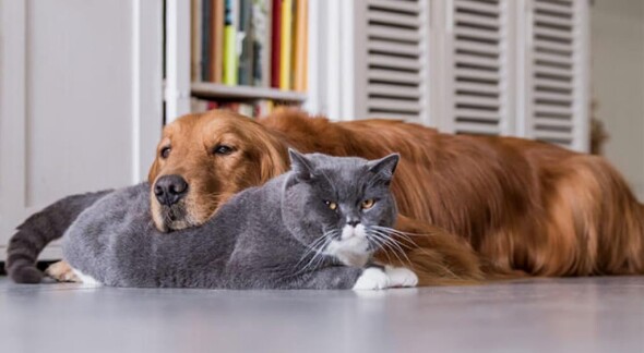 cat-and-dog-together
