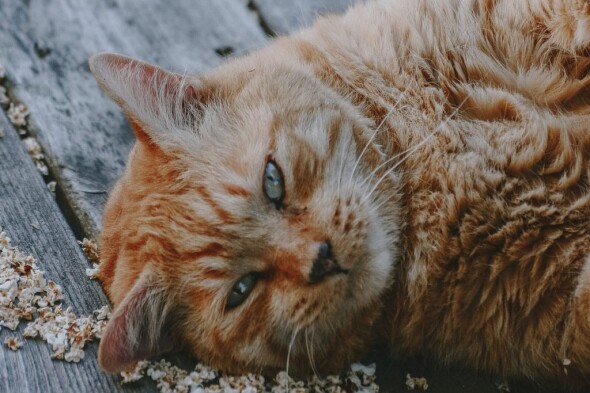 cat-foto-jacalyn-beales-rJOuDk5yX6U-unsplash-1024x683