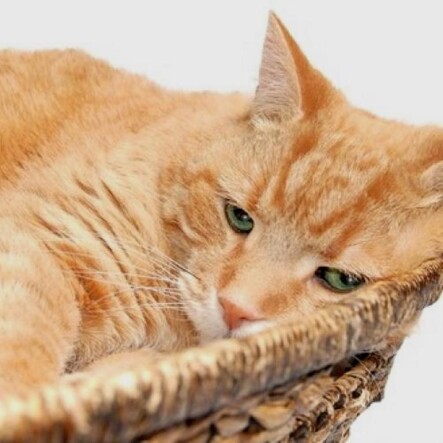 cat old