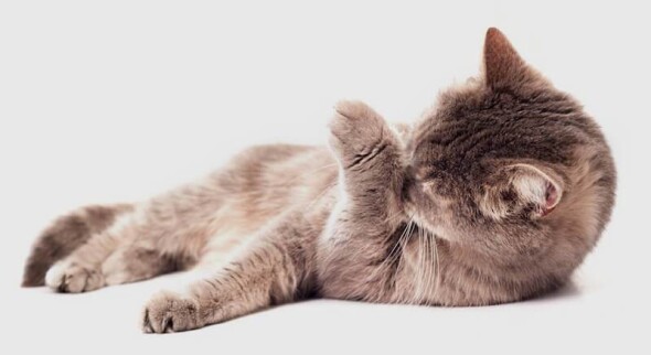 cat-over-grooming