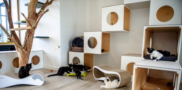dom-kota-w-schronisku-dla-zwierzacca8t-w-dobrej-3-of-10