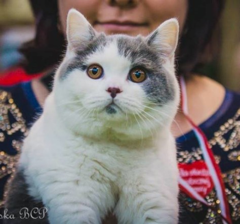 elvis