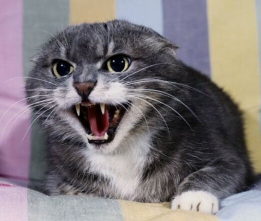 fearaggression