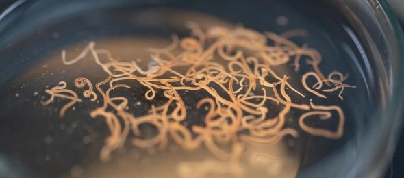 hookworms-in-petri-dish