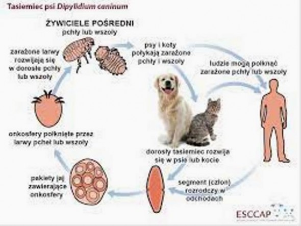 indeks