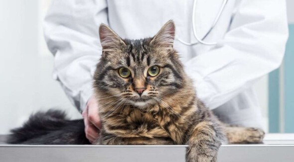 maine-coon-u-weterynarza-przewlekla-niewydolnosc-nerek-hub-pl